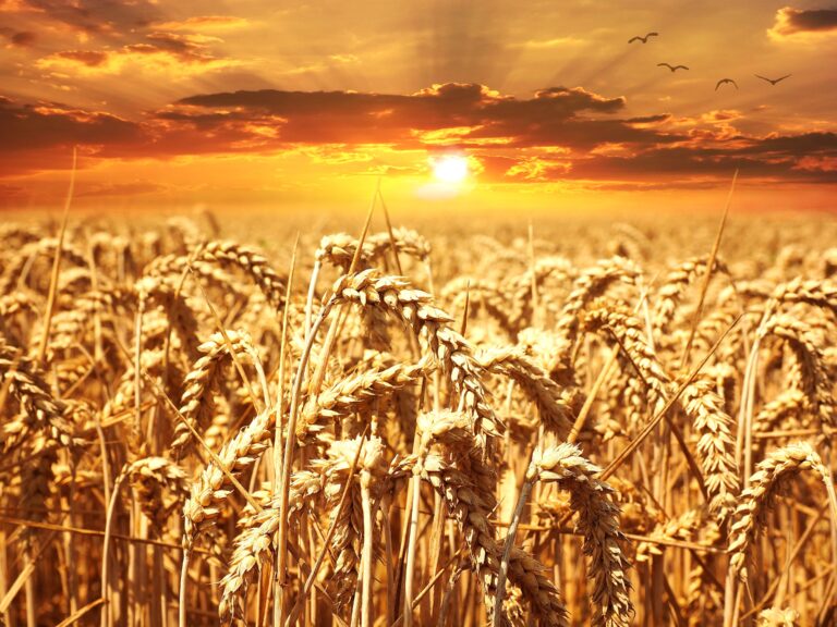 Prophecy: 8/12/2022 – THE JIG IS UP FOR THE WICKED! IT’S ALL ABOUT THE HARVEST!